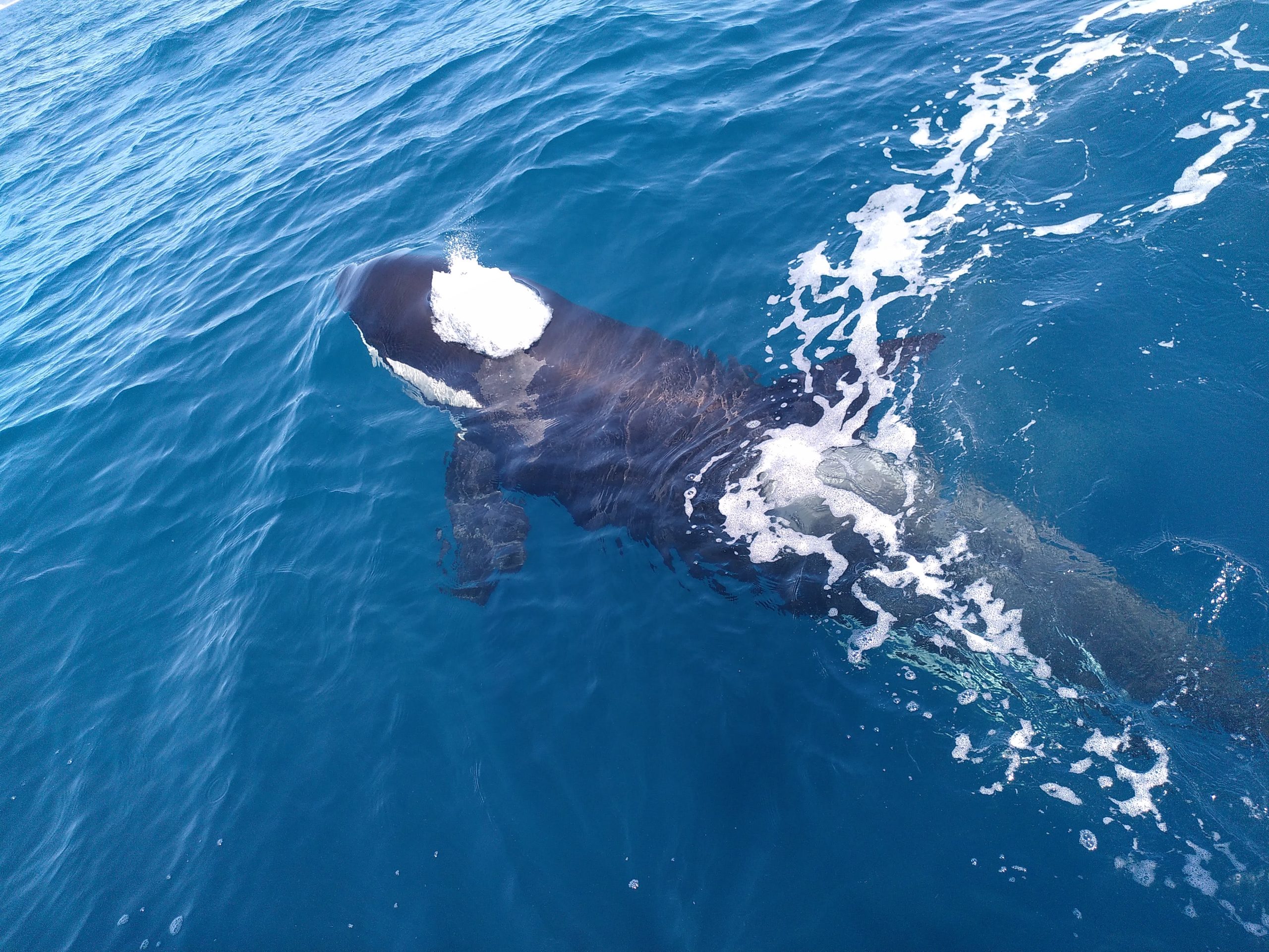 ber-uns-iberian-orca-guaridans